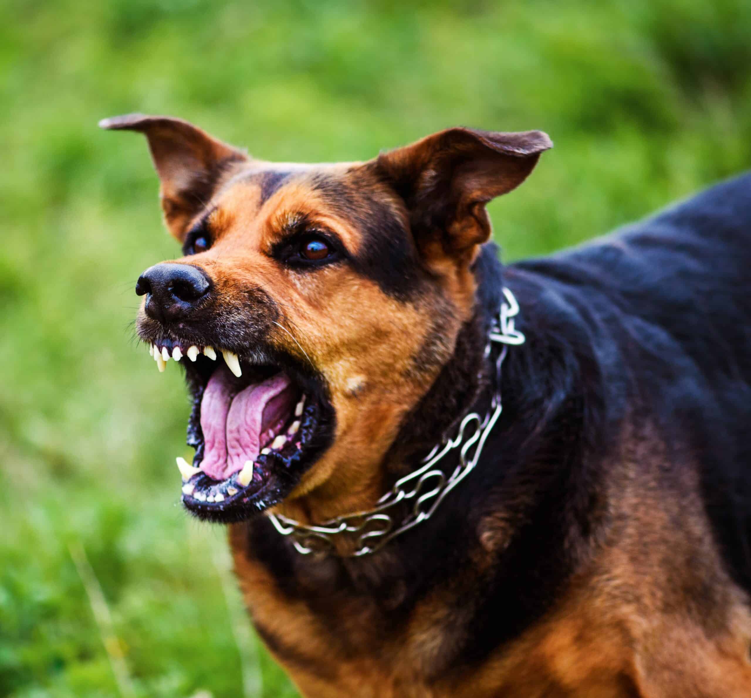 The attack of an aggressive animal such as a dangerous breed dog can be fatal.
