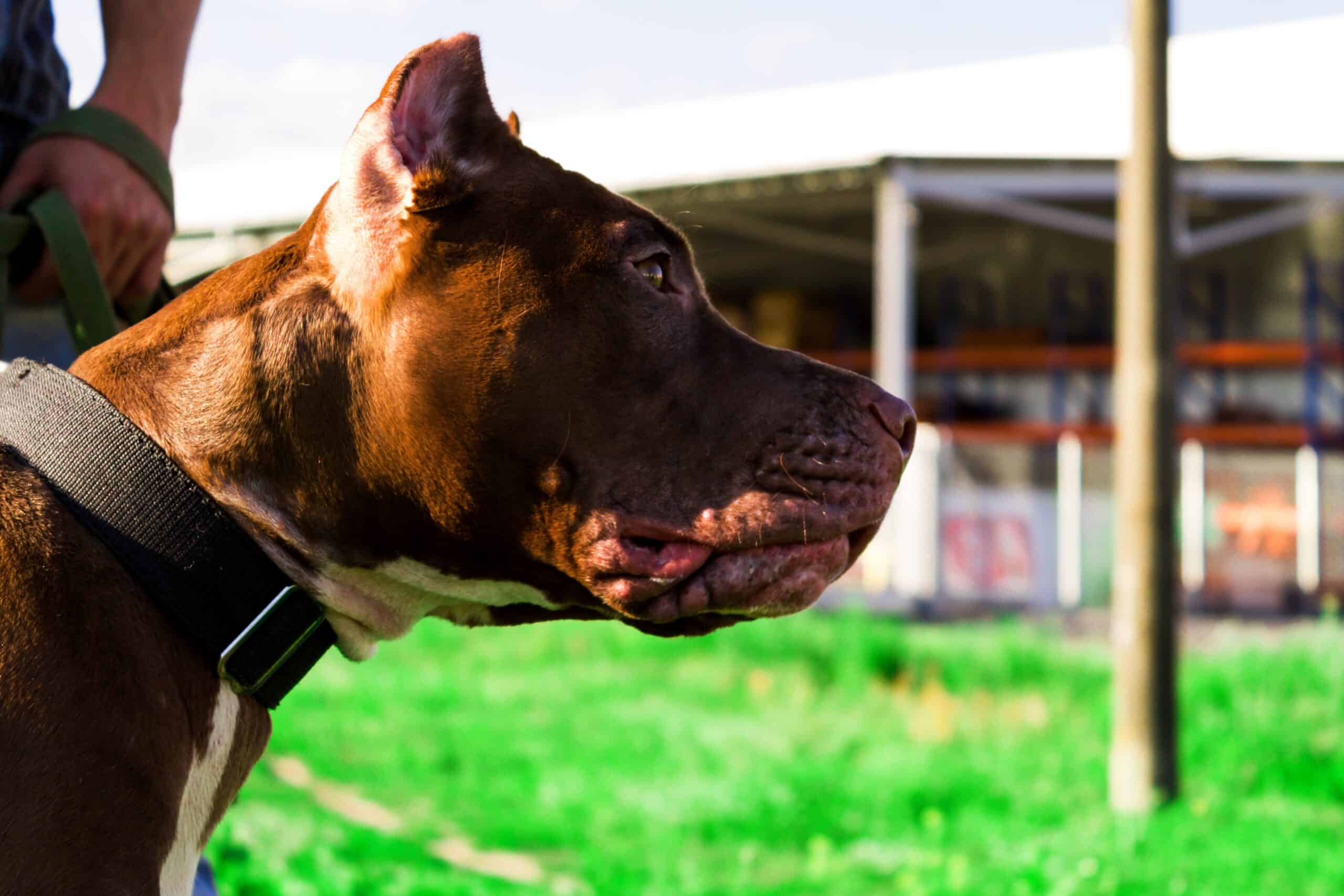 A dog bite from dangerous breed dogs like a Pitbull are serious.