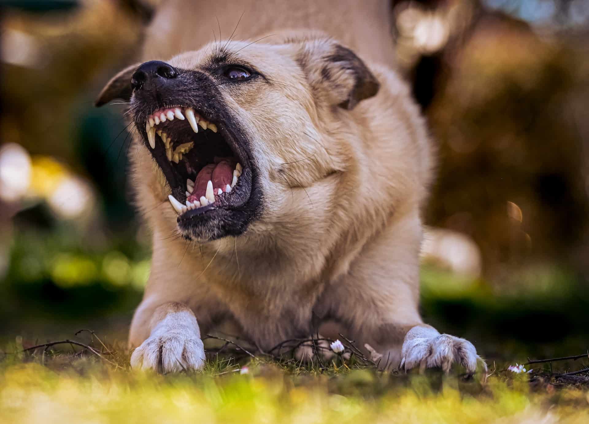 an aggressive dog with sharp teeth